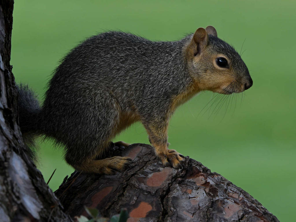 Squirrel9.jpg