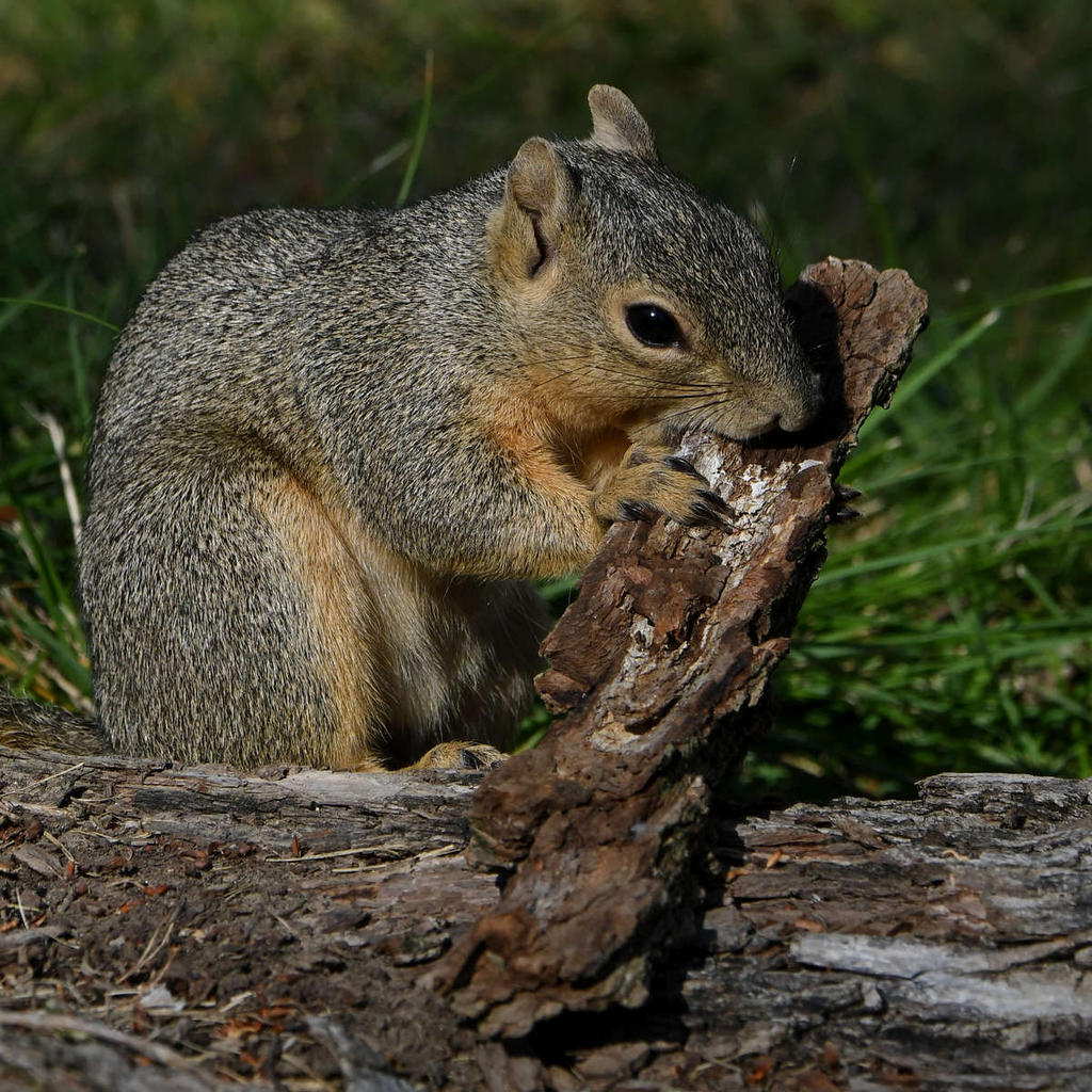 Squirrel9.jpg