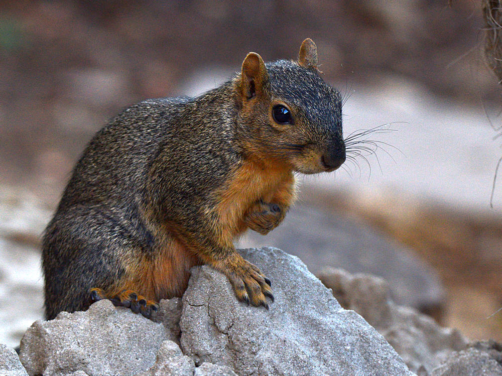 Squirrel_2.jpg