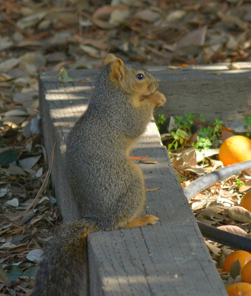 Squirrel_2.jpg