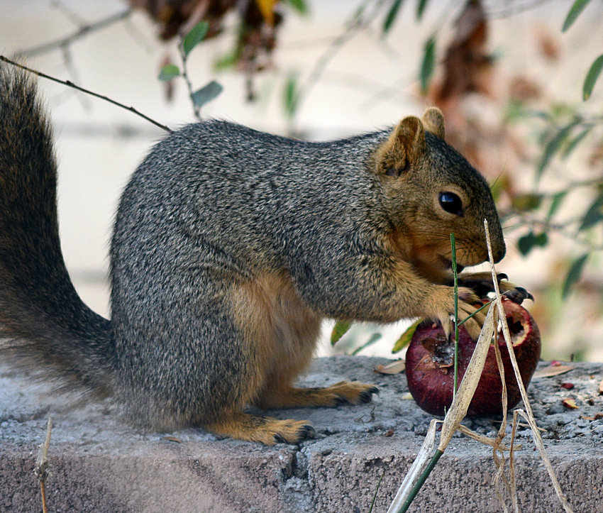 Squirrel_2.jpg