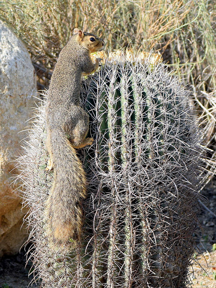 Squirrel_2015_06_08.jpg