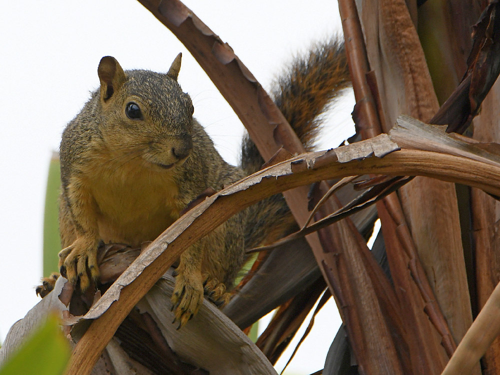 Squirrel_2017_08_20.jpg