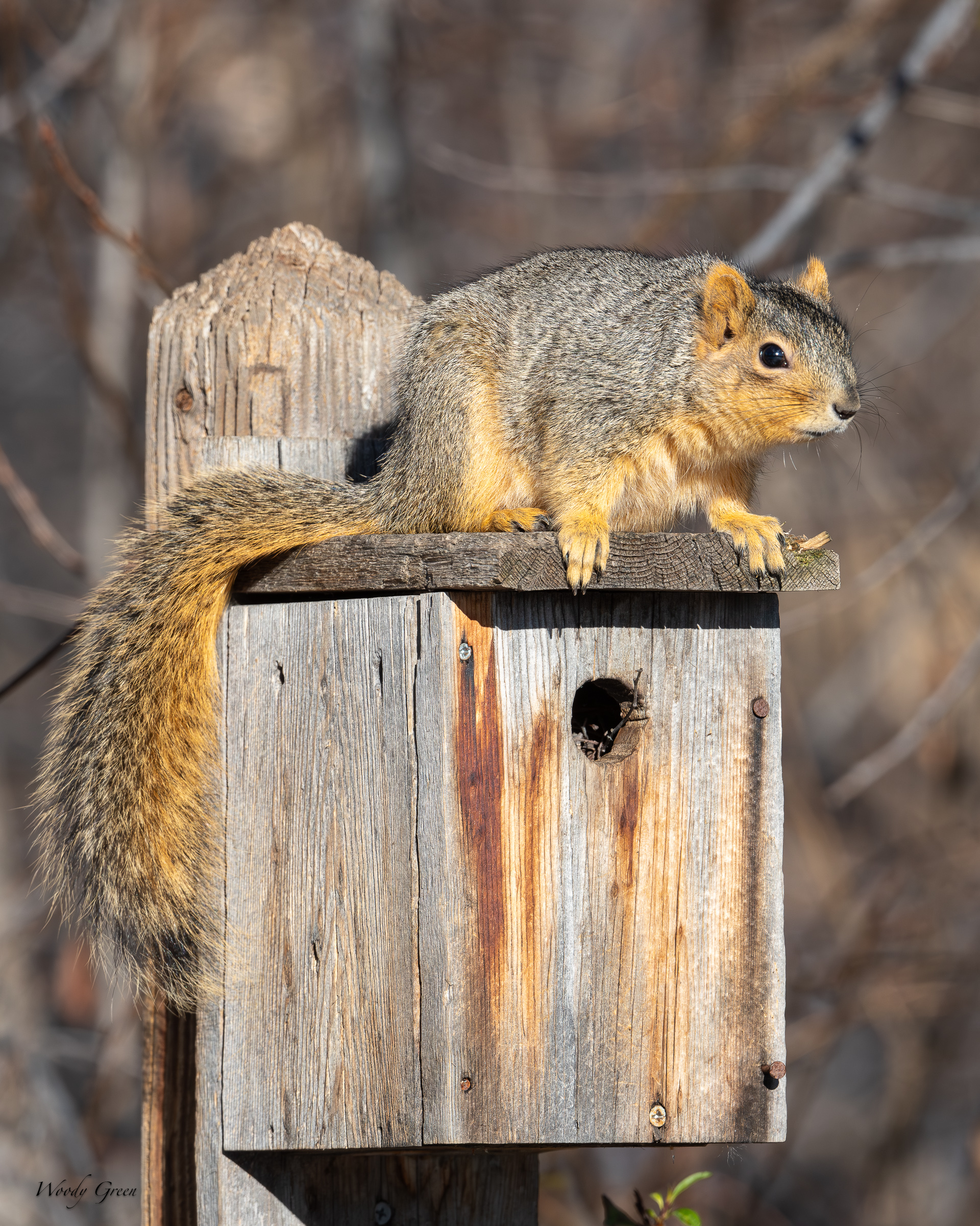 SquirrelBirdHouse-464.jpg