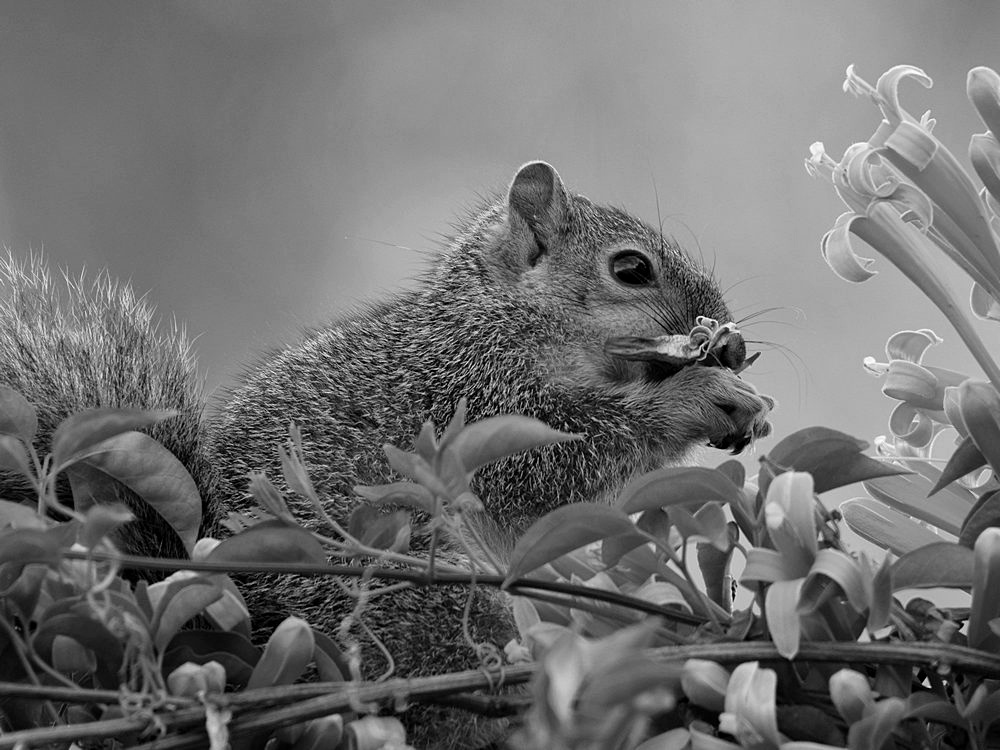 SquirrelBW.jpg