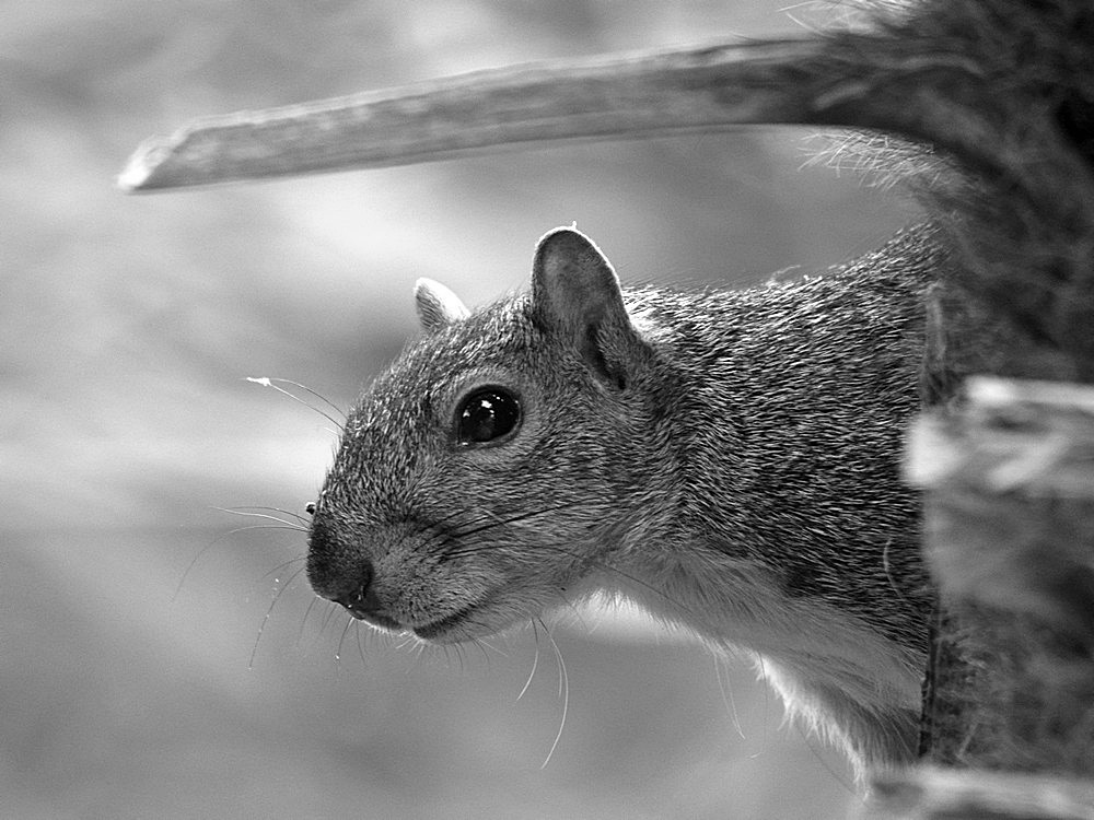 SquirrelBW.jpg