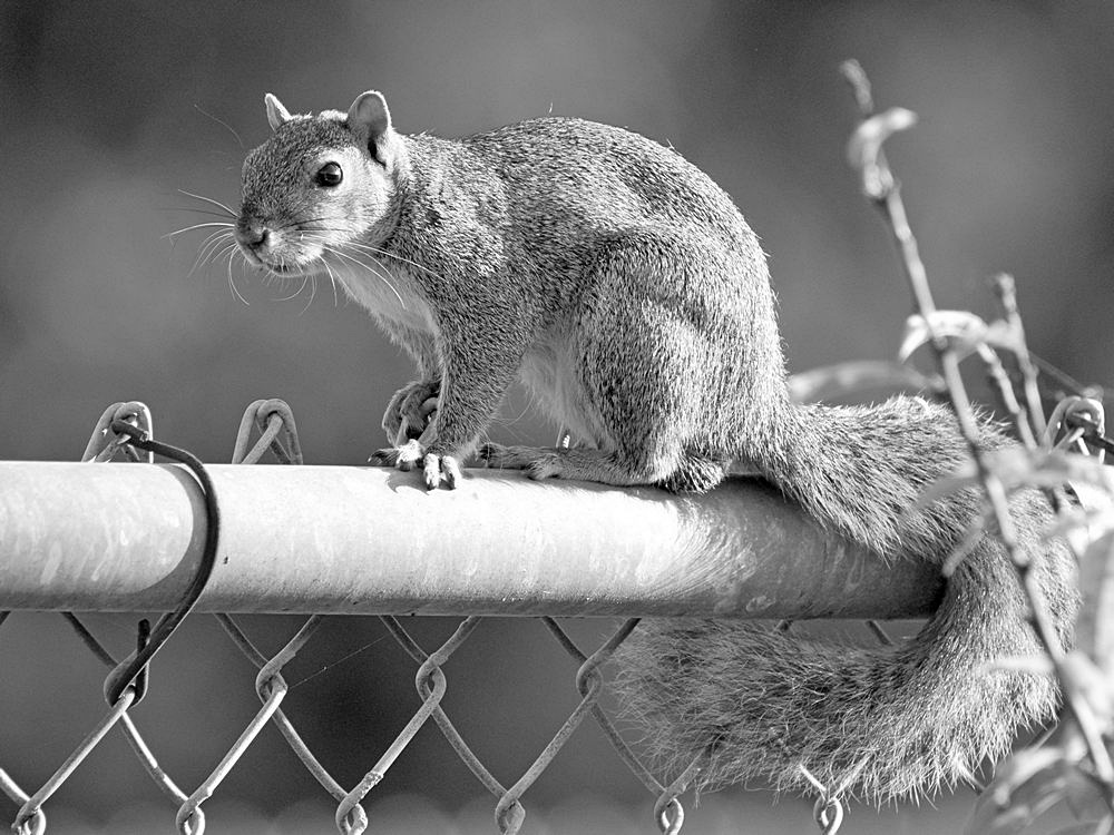 SquirrelBW.jpg