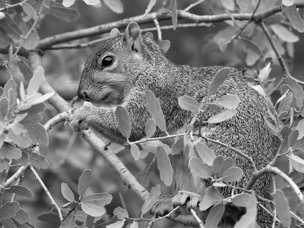 SquirrelBW.jpg
