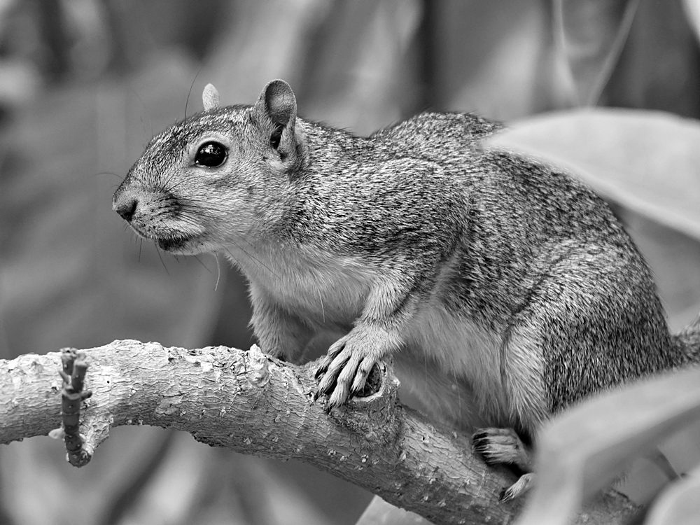 SquirrelBW.jpg