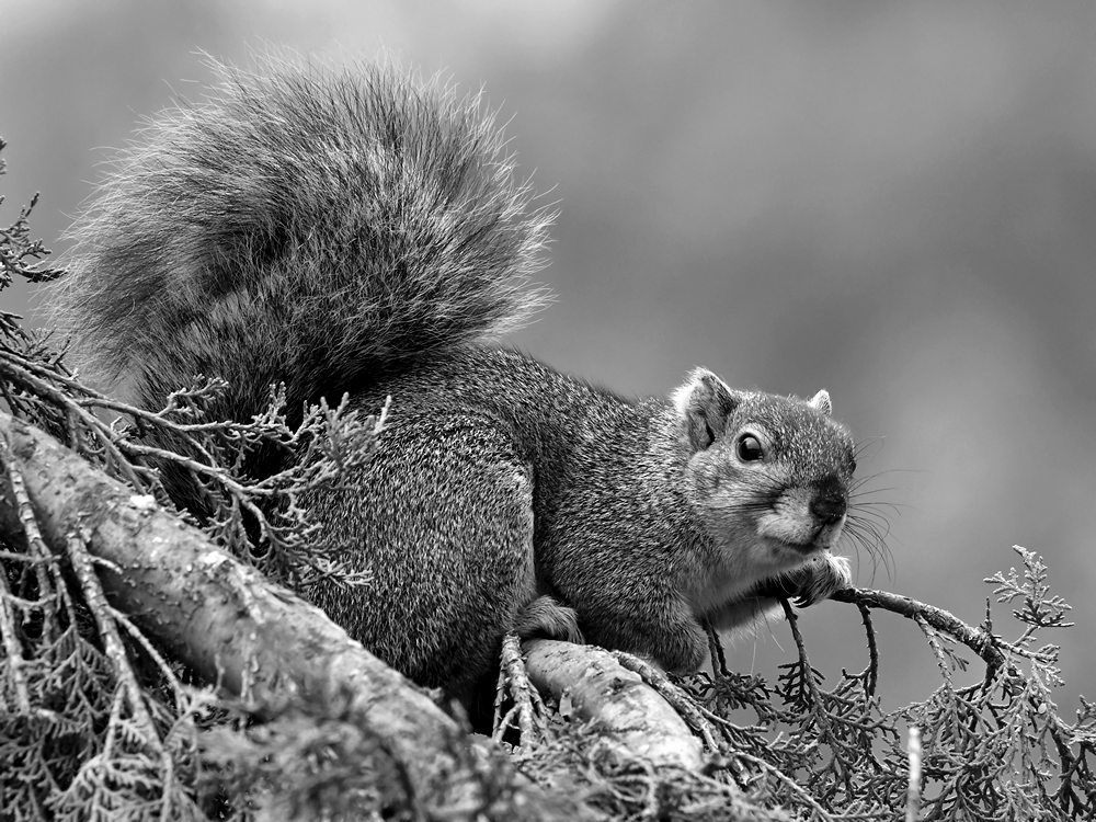 SquirrelBW.jpg