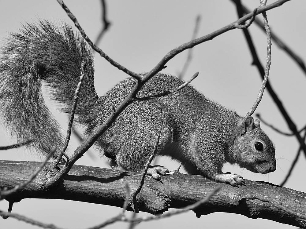 SquirrelBW.jpg