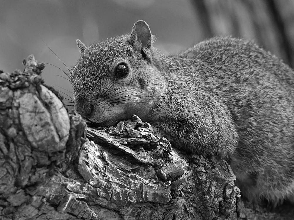 Squirrelbw.jpg
