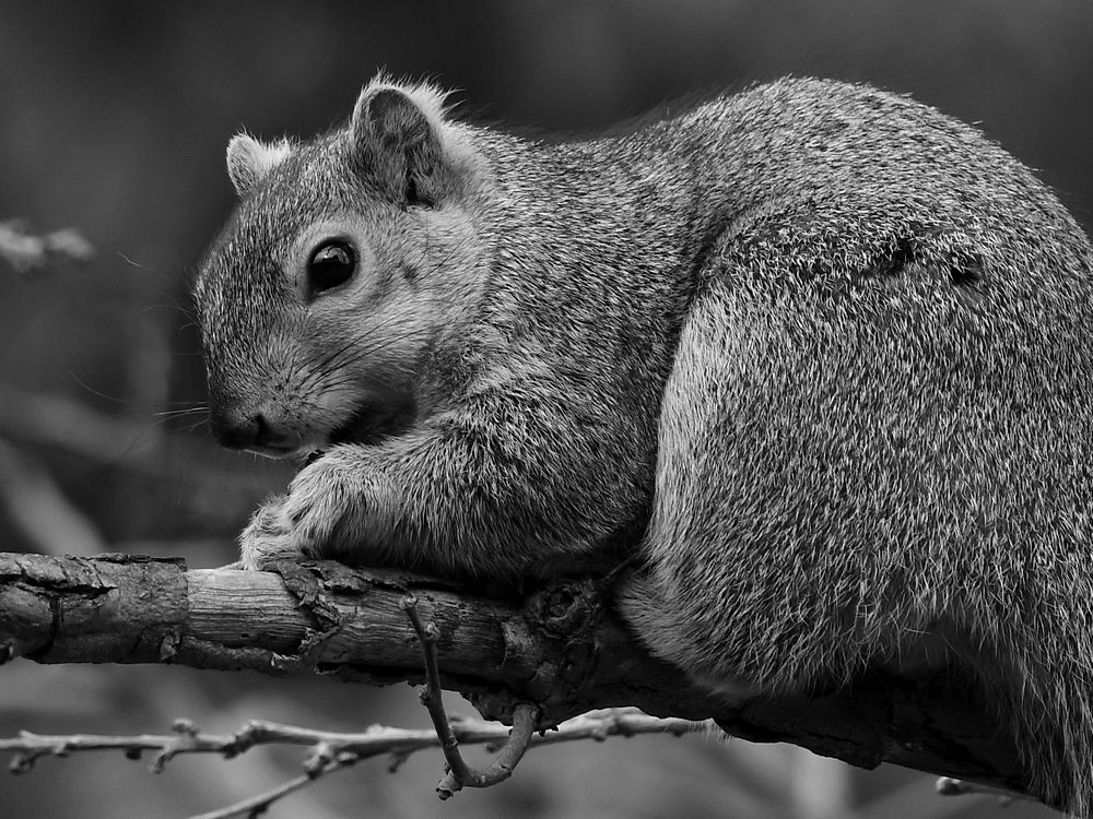 SquirrelBW.jpg