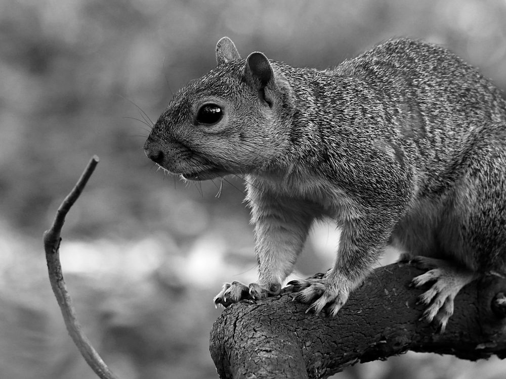 SquirrelBW.jpg