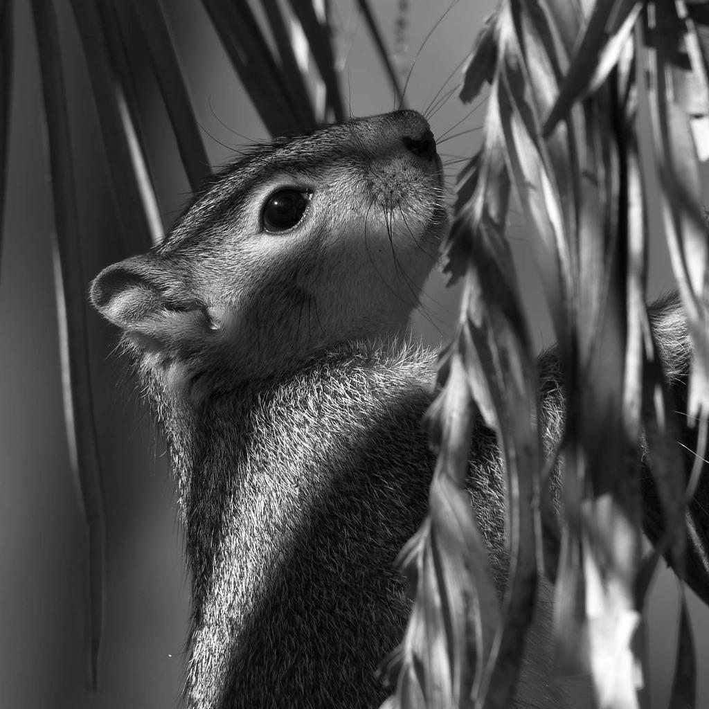 SquirrelBW.jpg