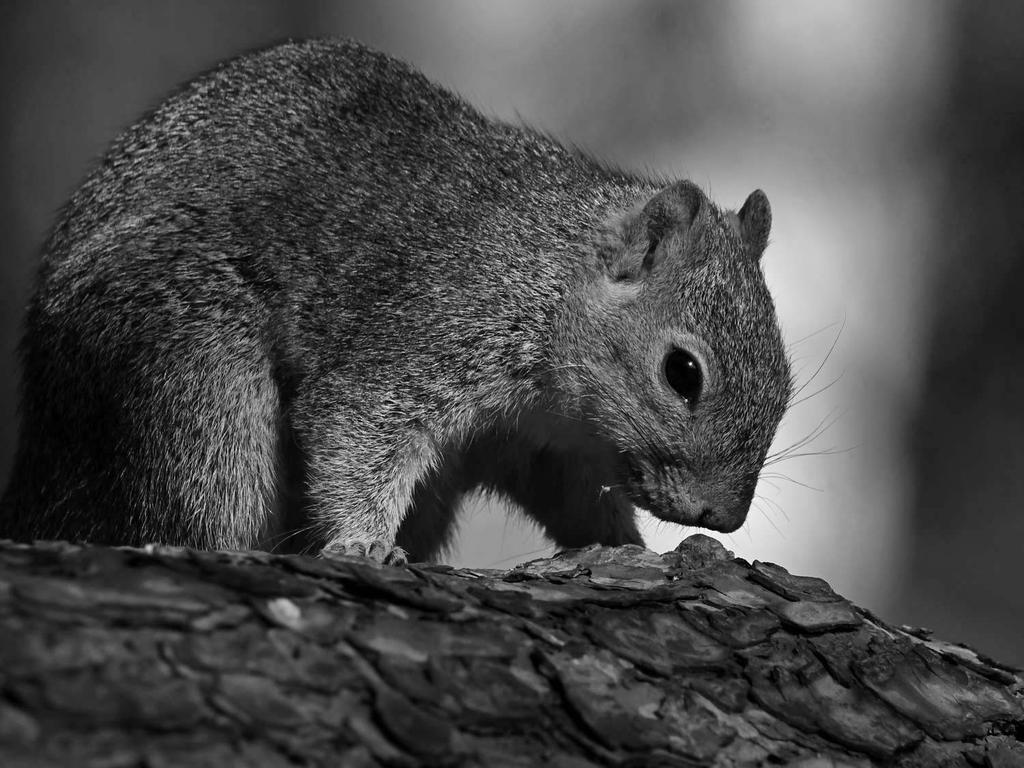 SquirrelBW.jpg
