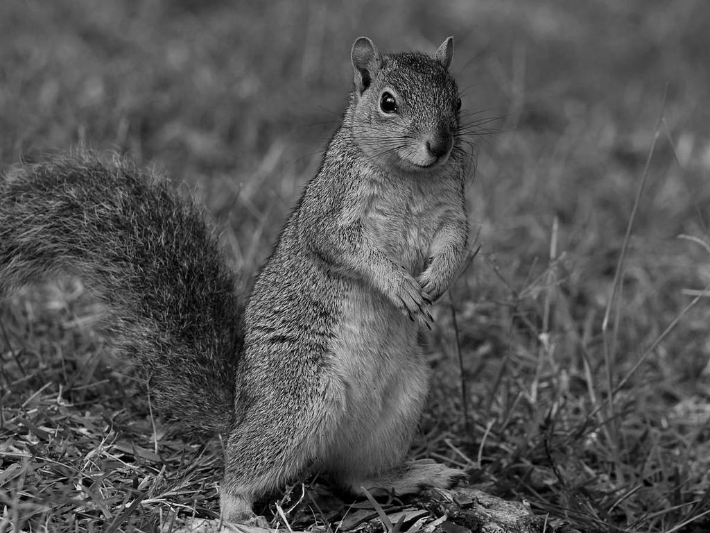 SquirrelBW.jpg