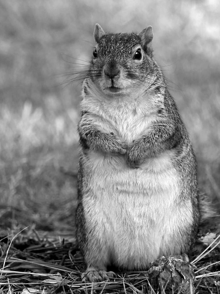 SquirrelBW.jpg