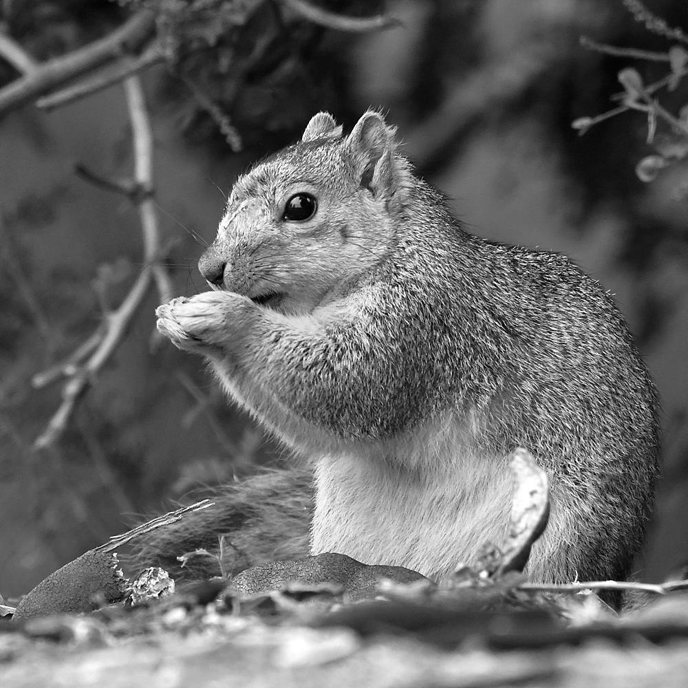SquirrelBW2.jpg