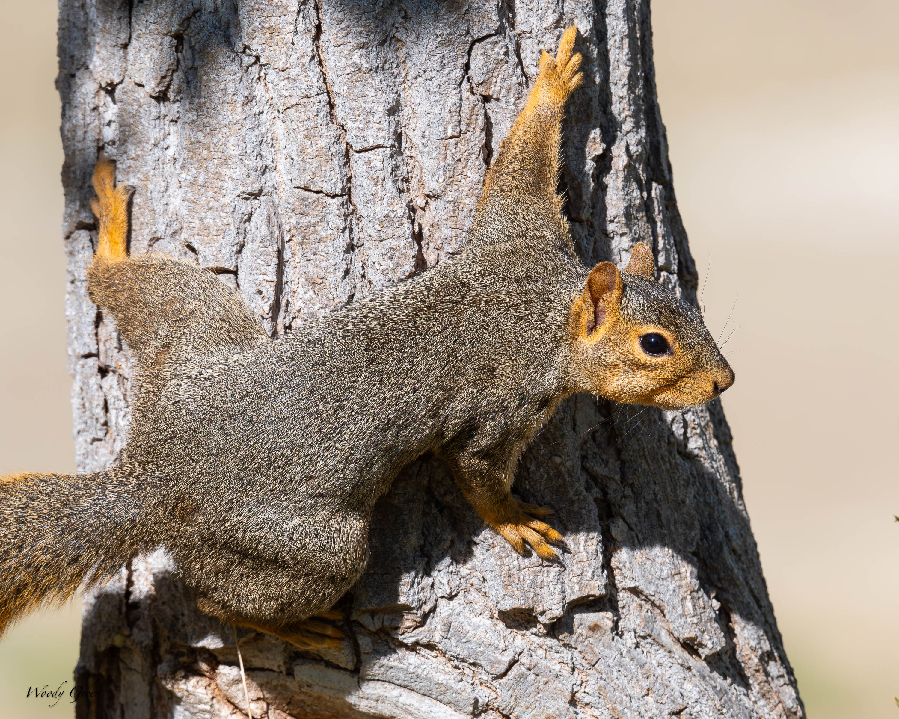 SquirrelClimb-752.jpg
