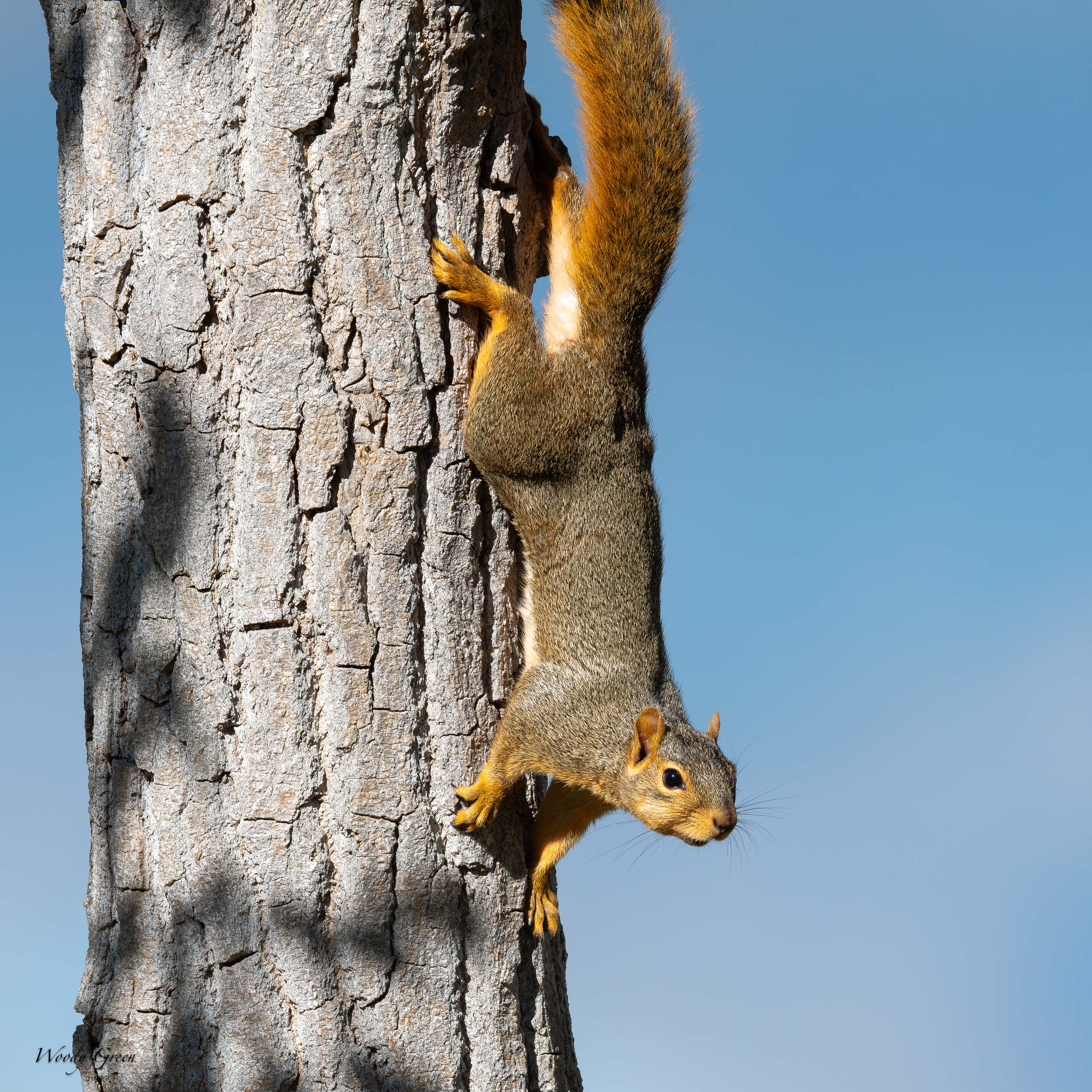 SquirrelDown-752.jpg