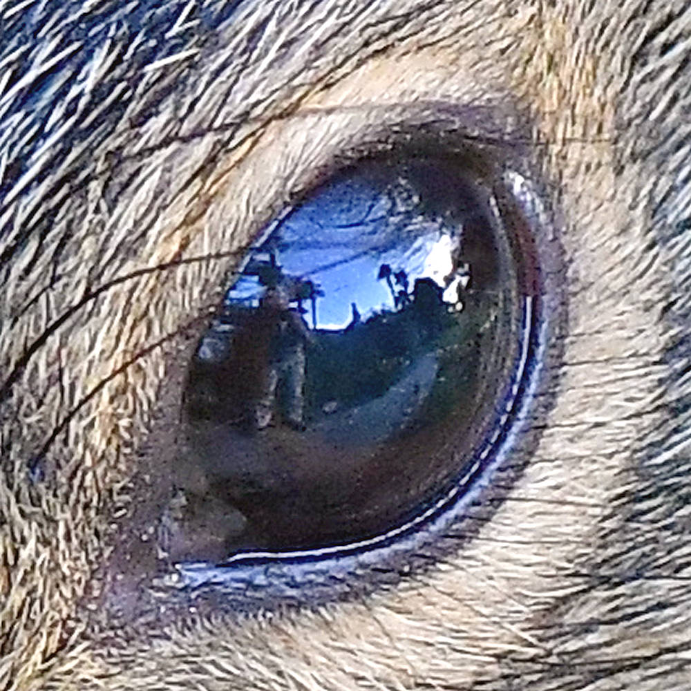 SquirrelEye.jpg