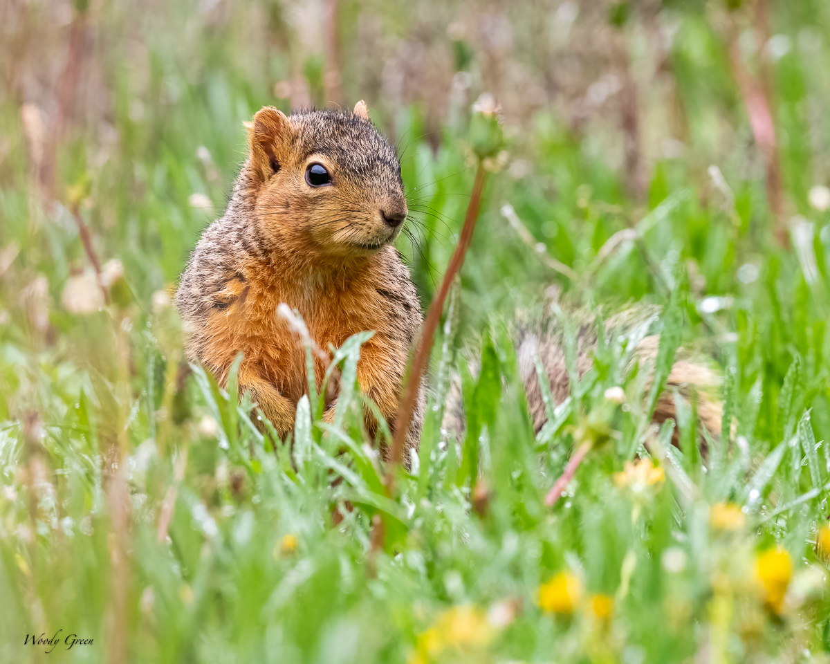 SquirrellWet-652.jpg