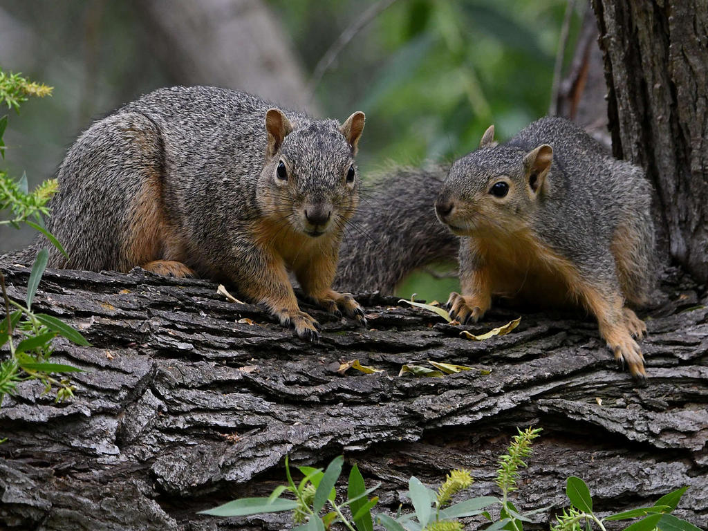 Squirrels.jpg