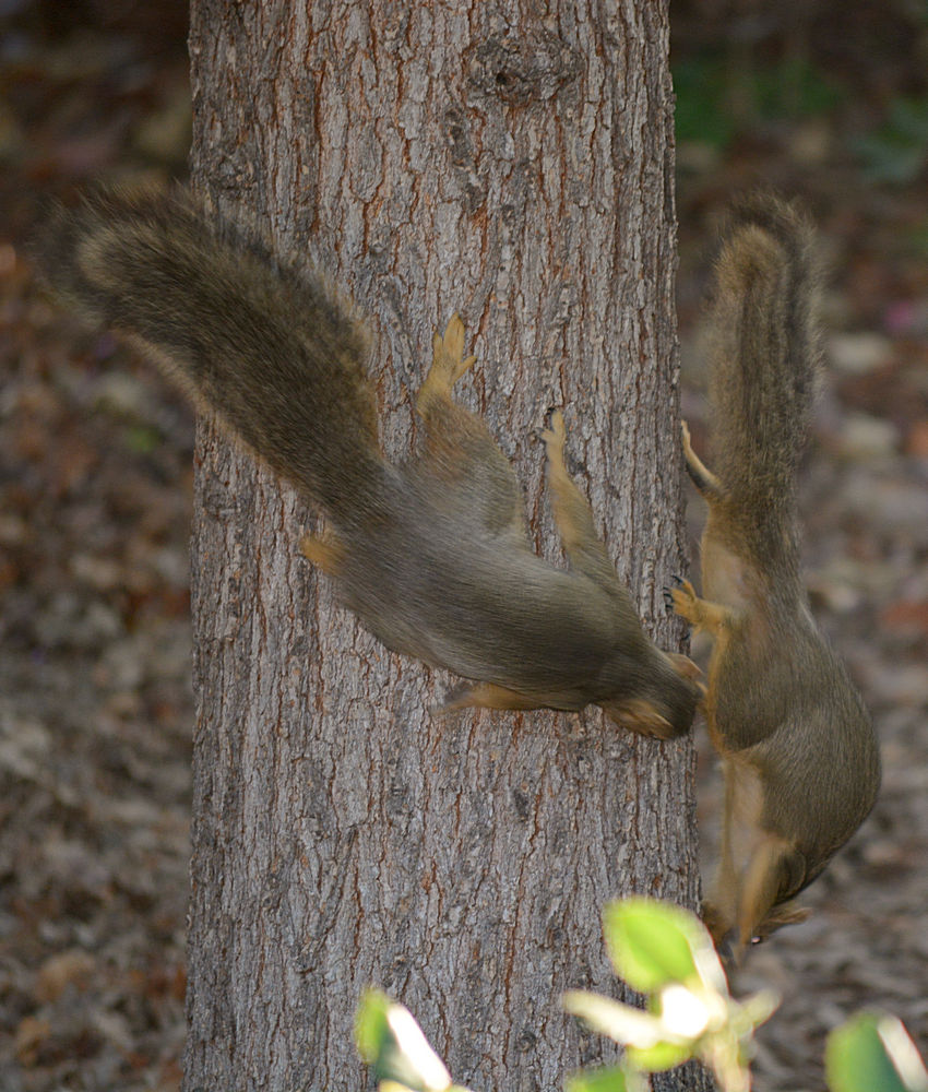 Squirrels.jpg