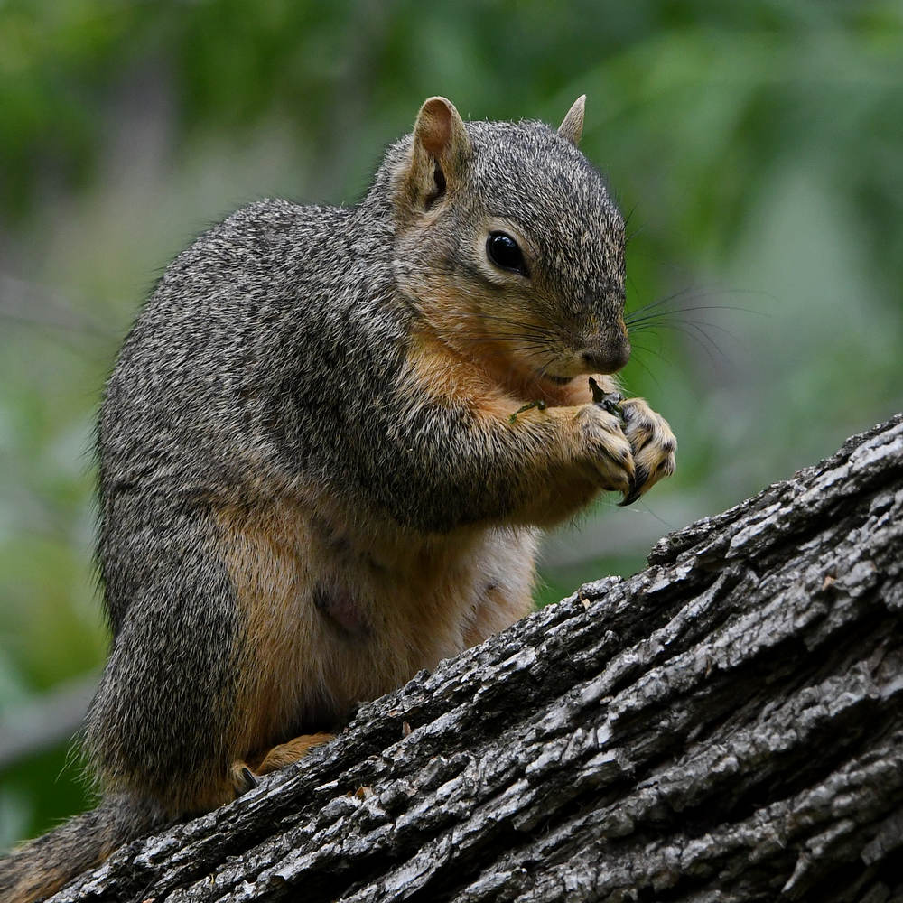 Squirrels2.jpg