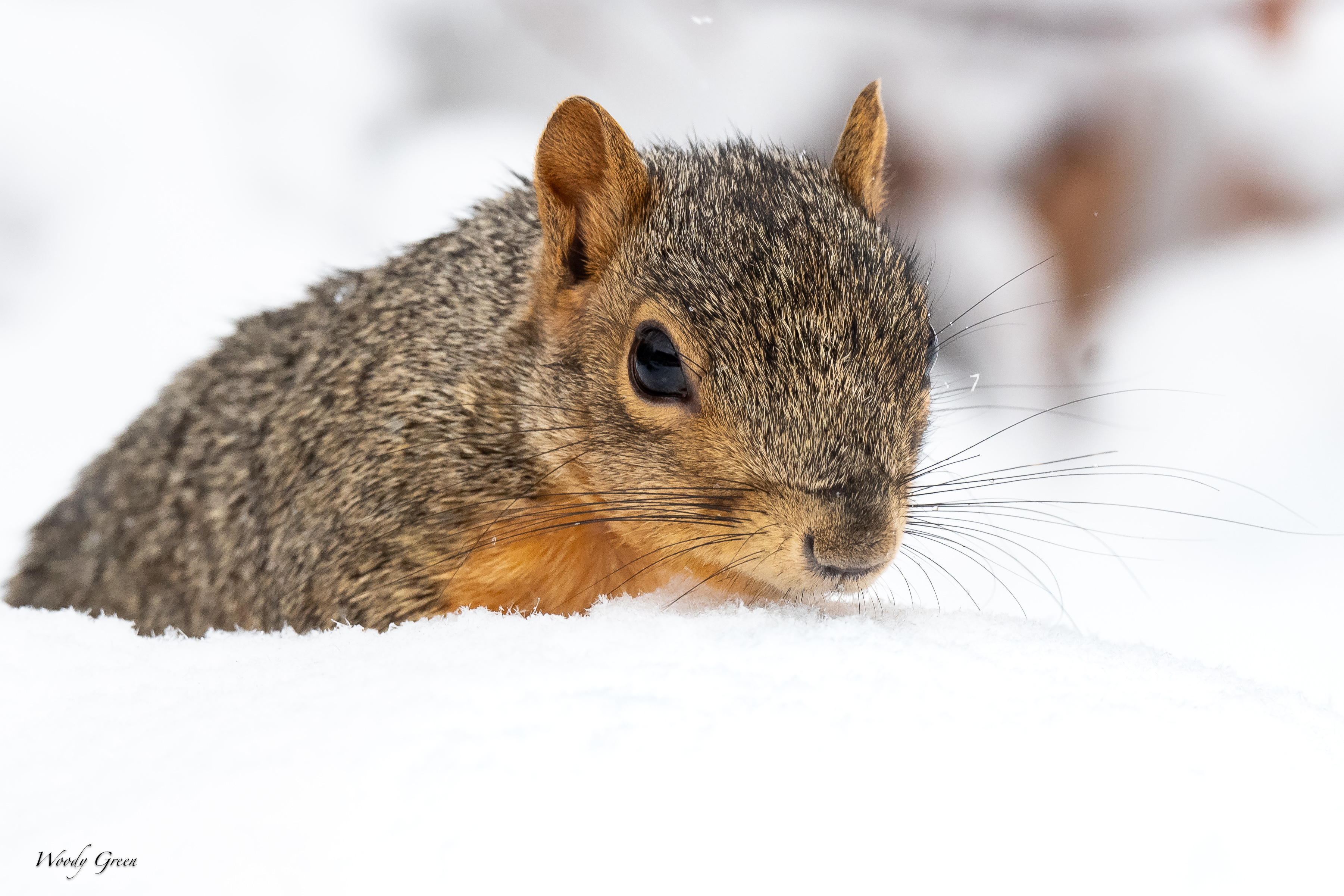 SquirrelSnow-142.jpg