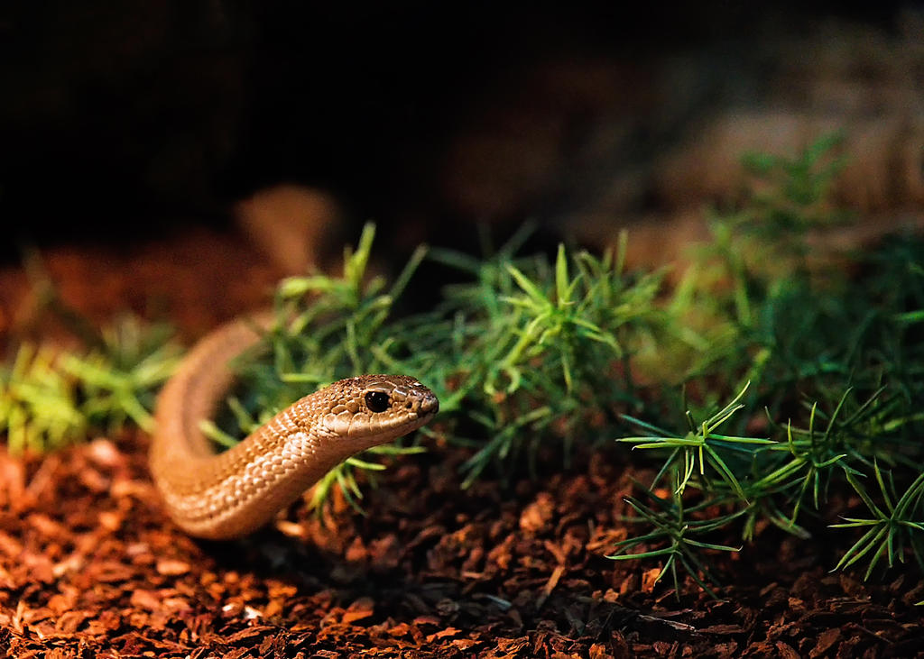 Ssssssssneaky Snake (Likes Root Beer).jpg