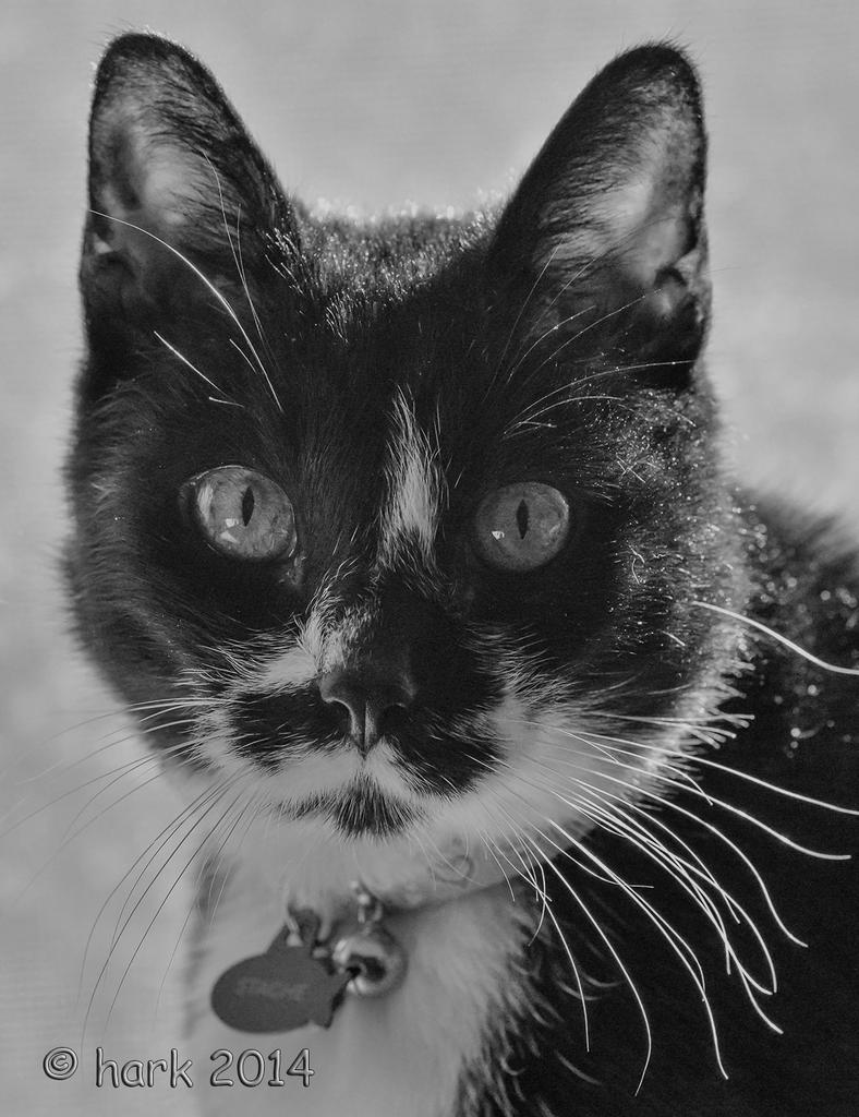 Stache Nikonites.jpg