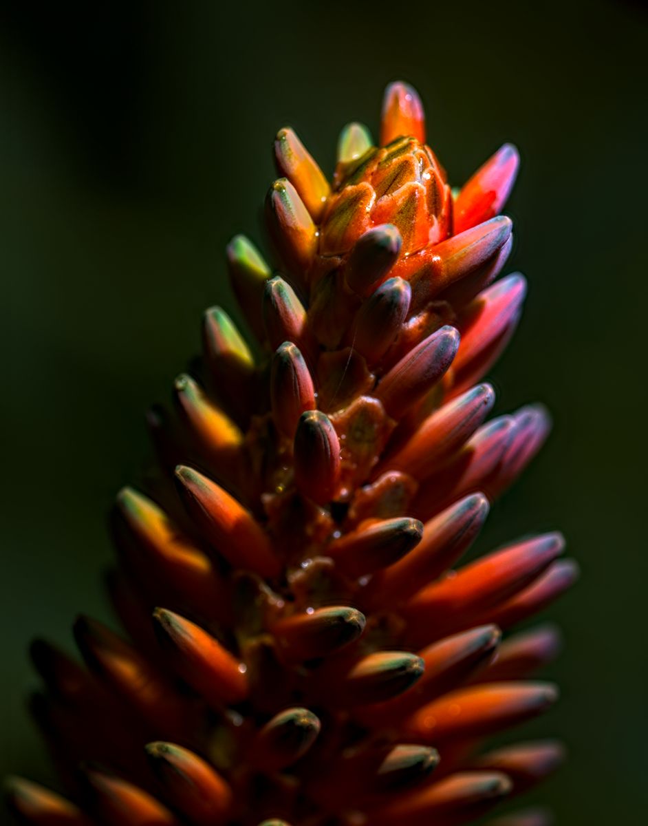 Stack flower 26-7-25TFF.jpg