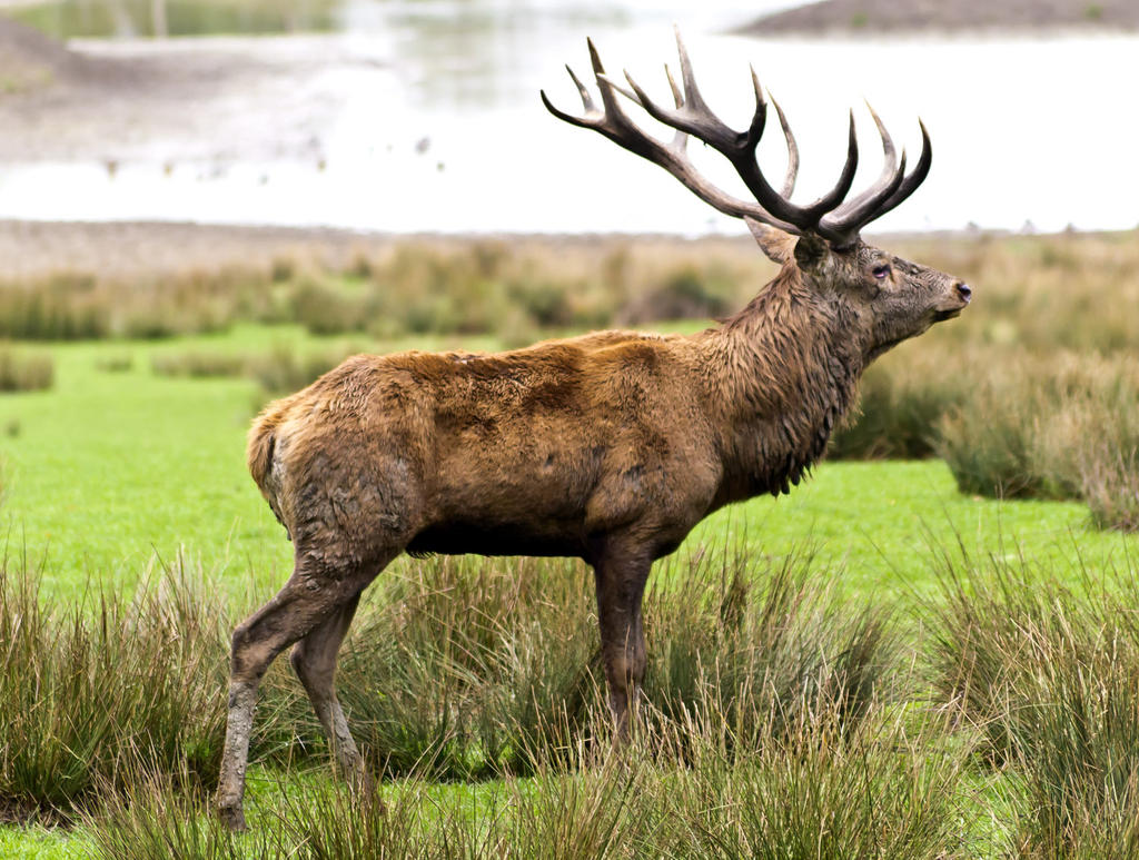 Stag1.jpg
