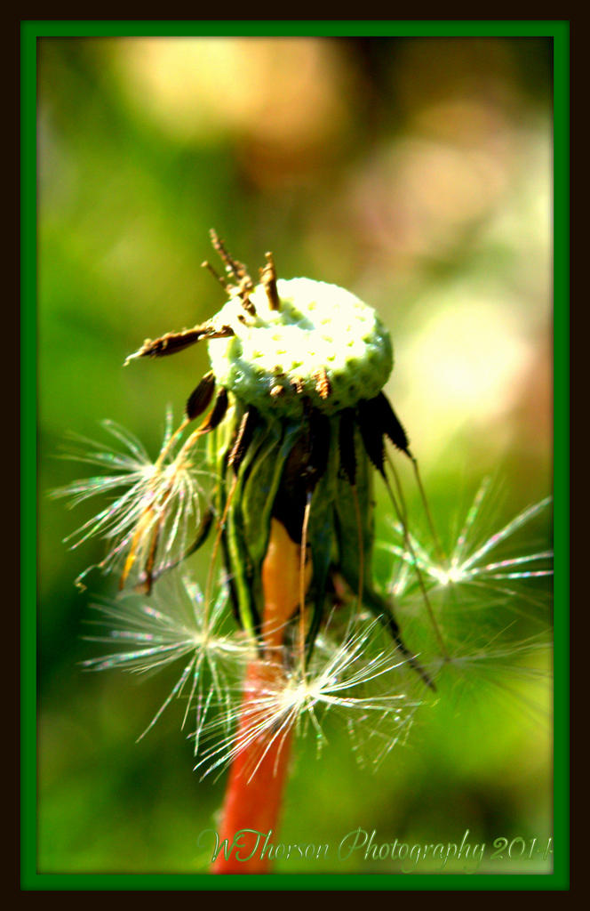 Stages of a Dandelion 10.jpg