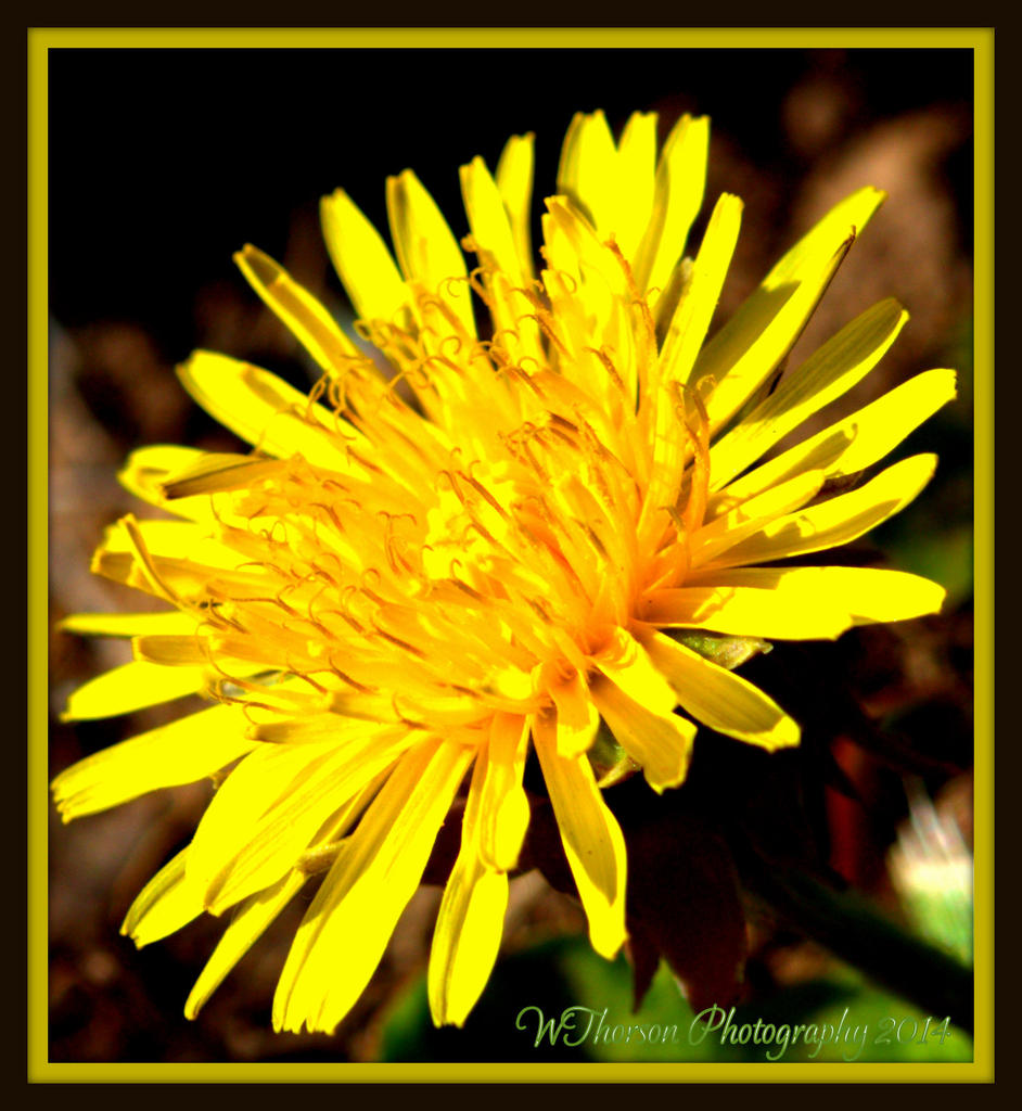 Stages of a Dandilion 1.jpg