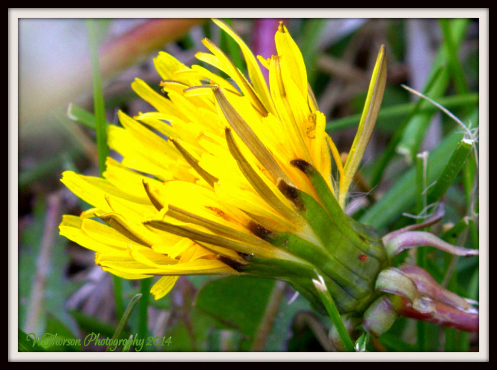 Stages of a Dandilion 2.jpg