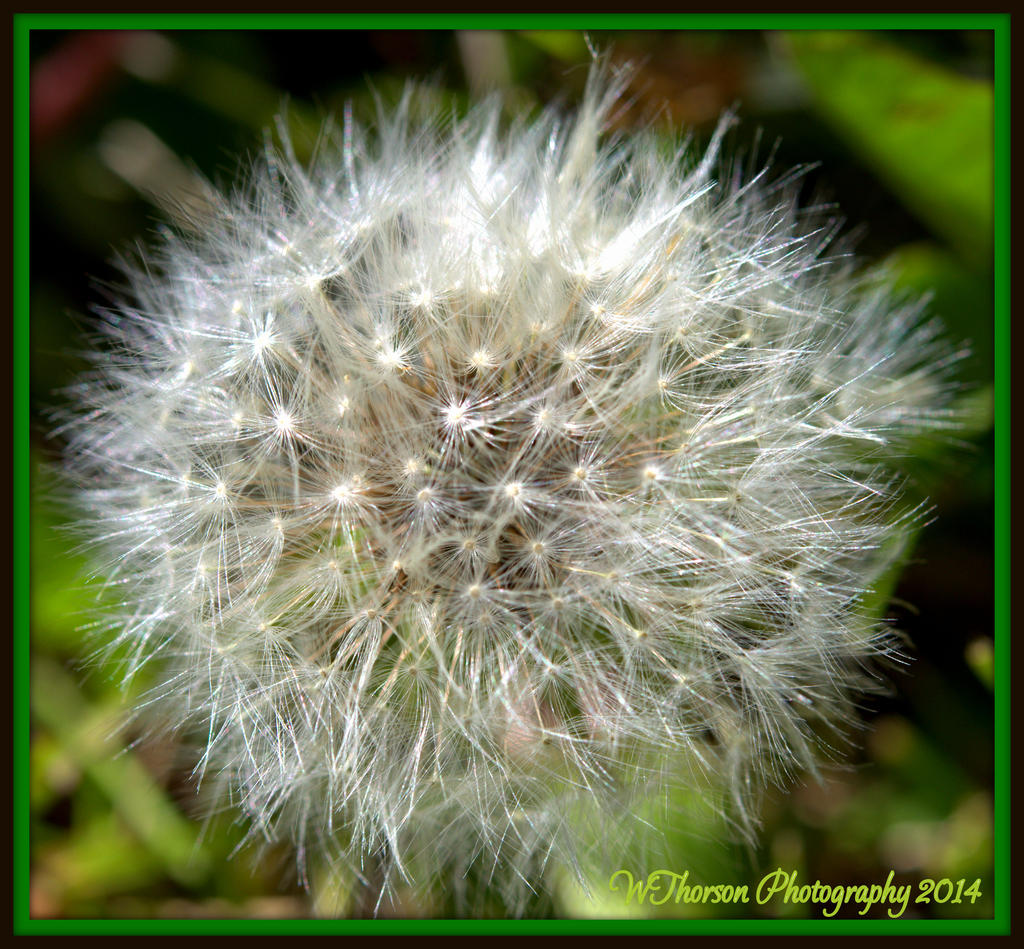 Stages of a Dandilion 3.jpg
