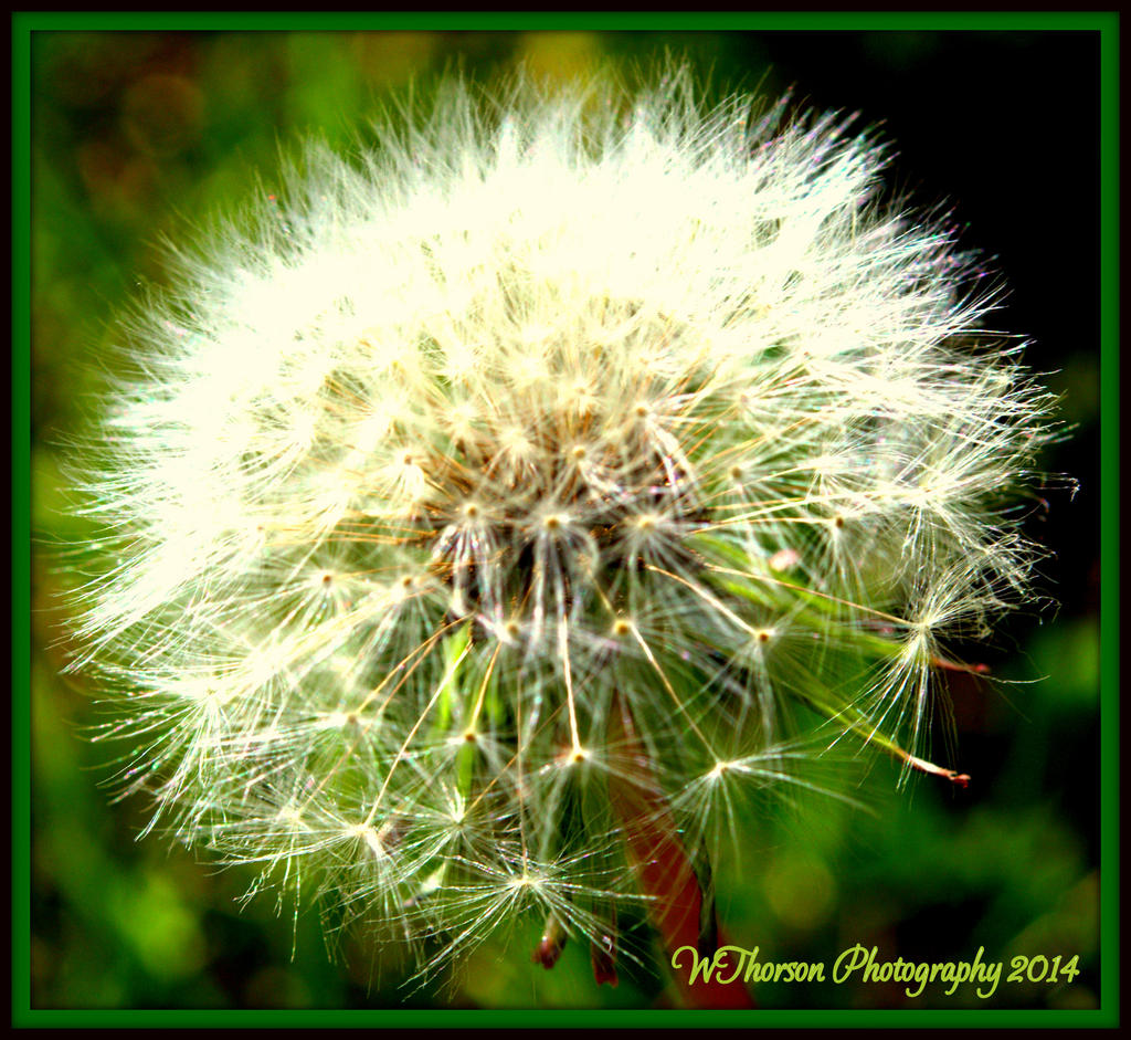 Stages of a Dandilion 4.jpg