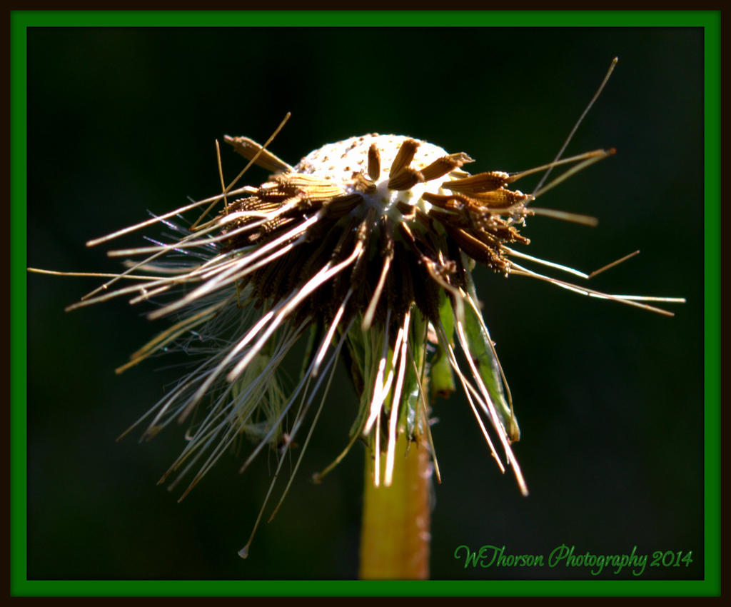 Stages of a Dandilion 6.jpg