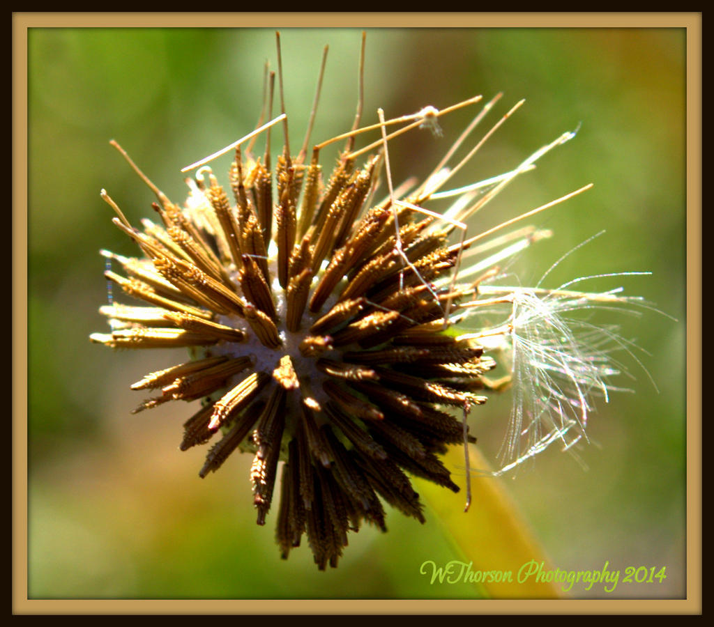 Stages of a Dandilion 7.jpg