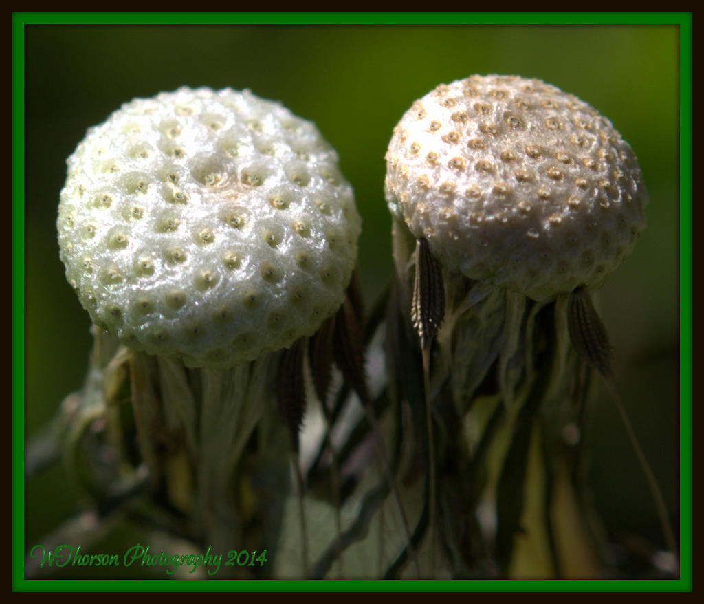 Stages of a Dandilion 8.jpg