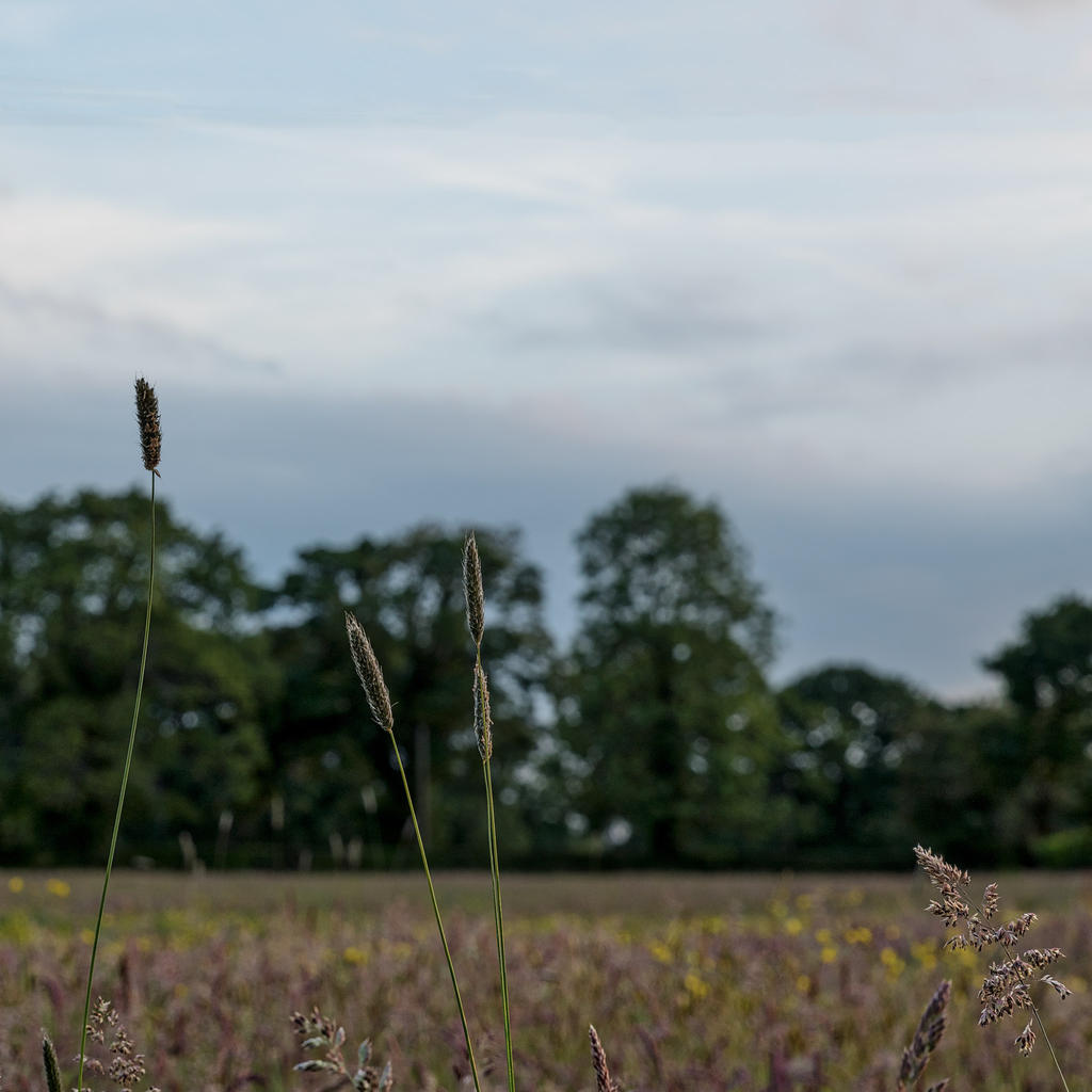 Stalks.jpg