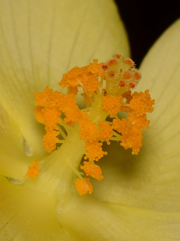 Stamen.jpg