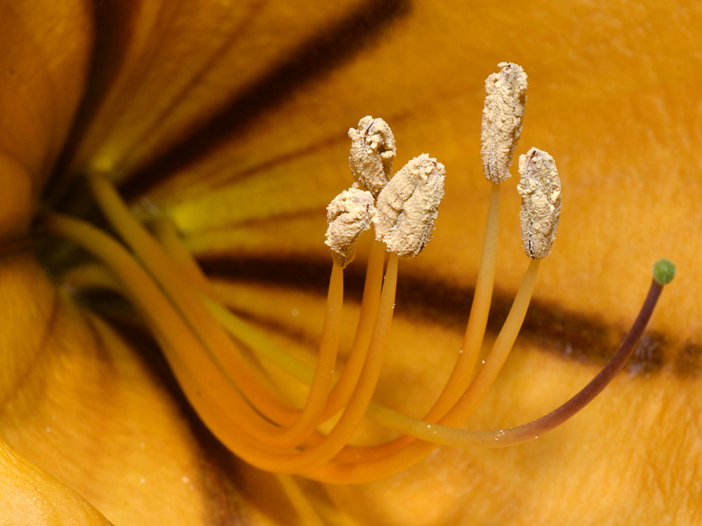 Stamen.jpg