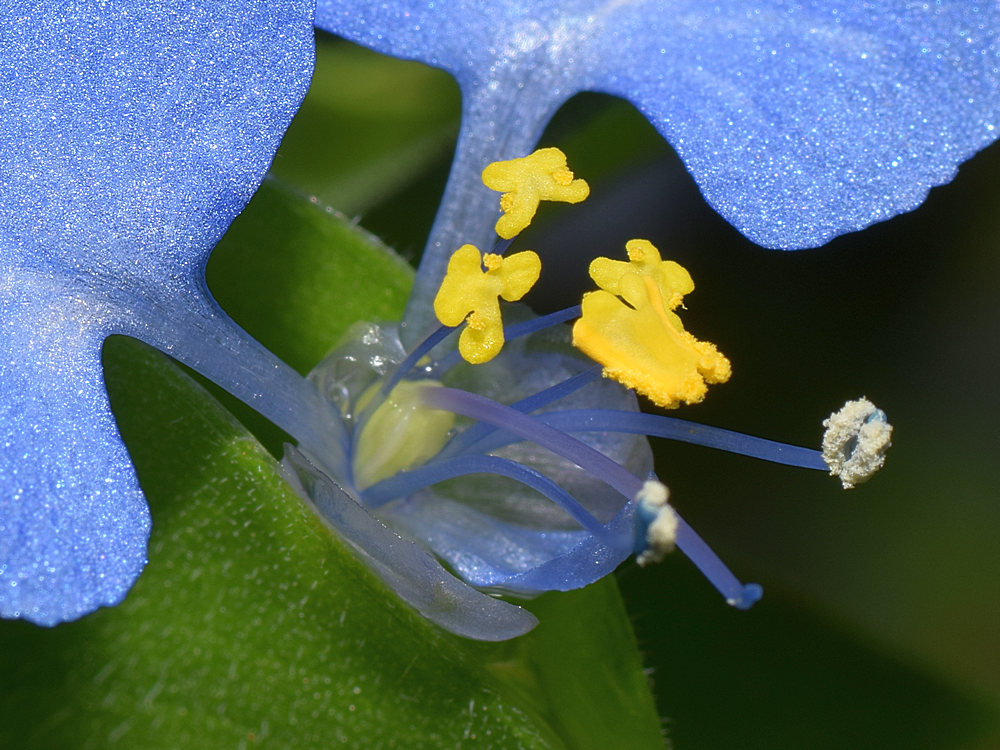Stamen.jpg