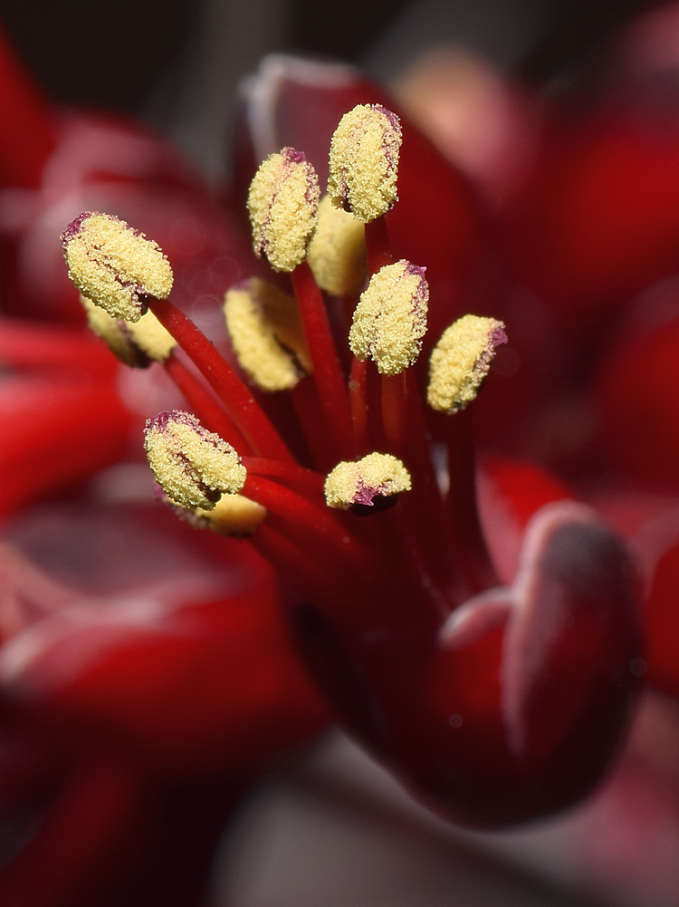 Stamen.jpg