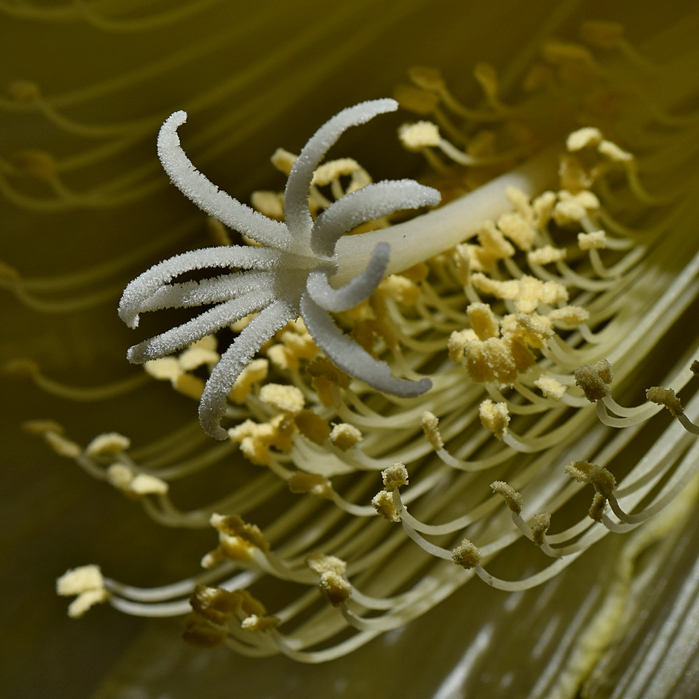 Stamen.jpg