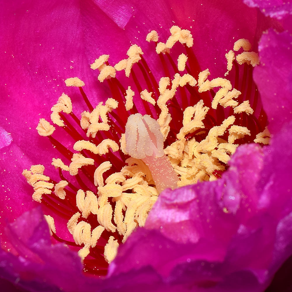 Stamen.jpg